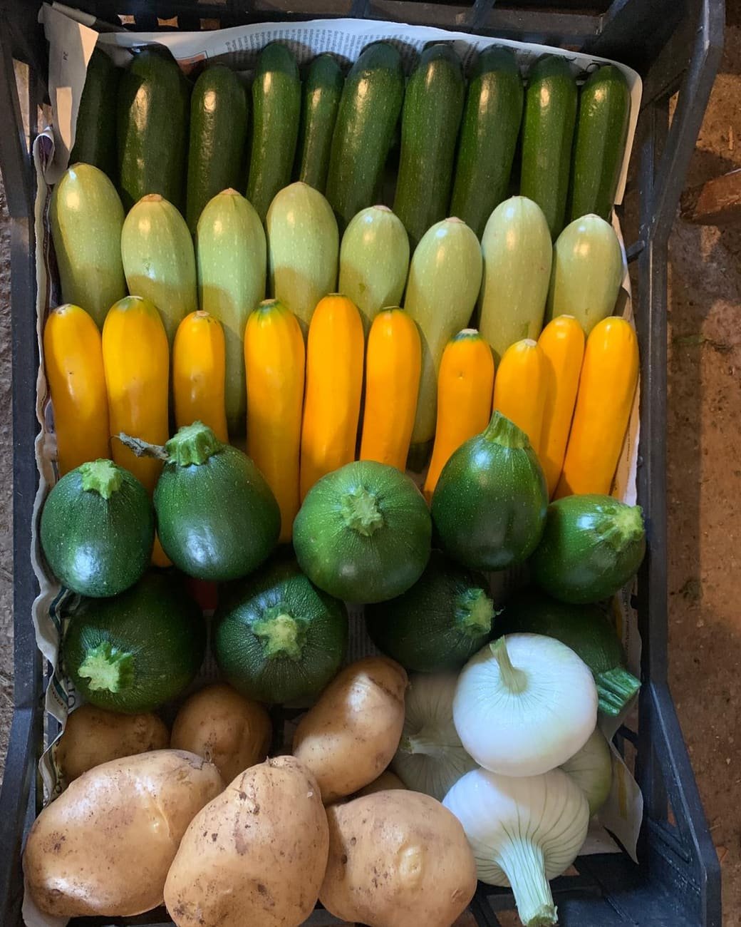 Cassetta piena: zucchine verde scuro, verde chiaro, gialle e tonde, patate e cipolle bianche
