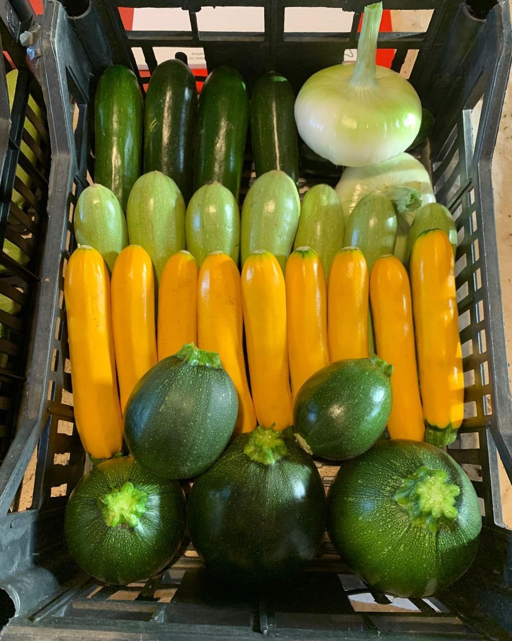 Cassetta di zucchine allineate per colore: verde scuro, verde chiaro, gialle, e le tonde davanti