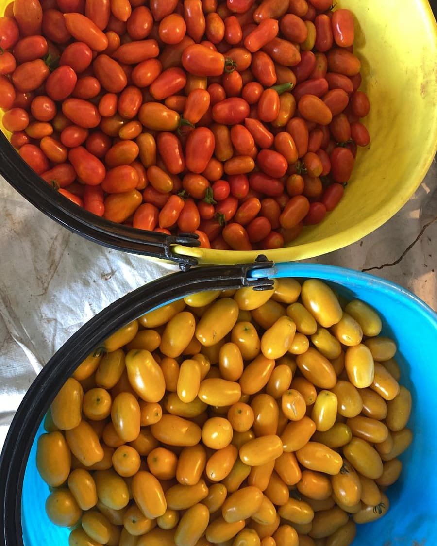 Due secchi appena riempiti: datterini rossi in quello giallo, datterini gialli in quello azzurro