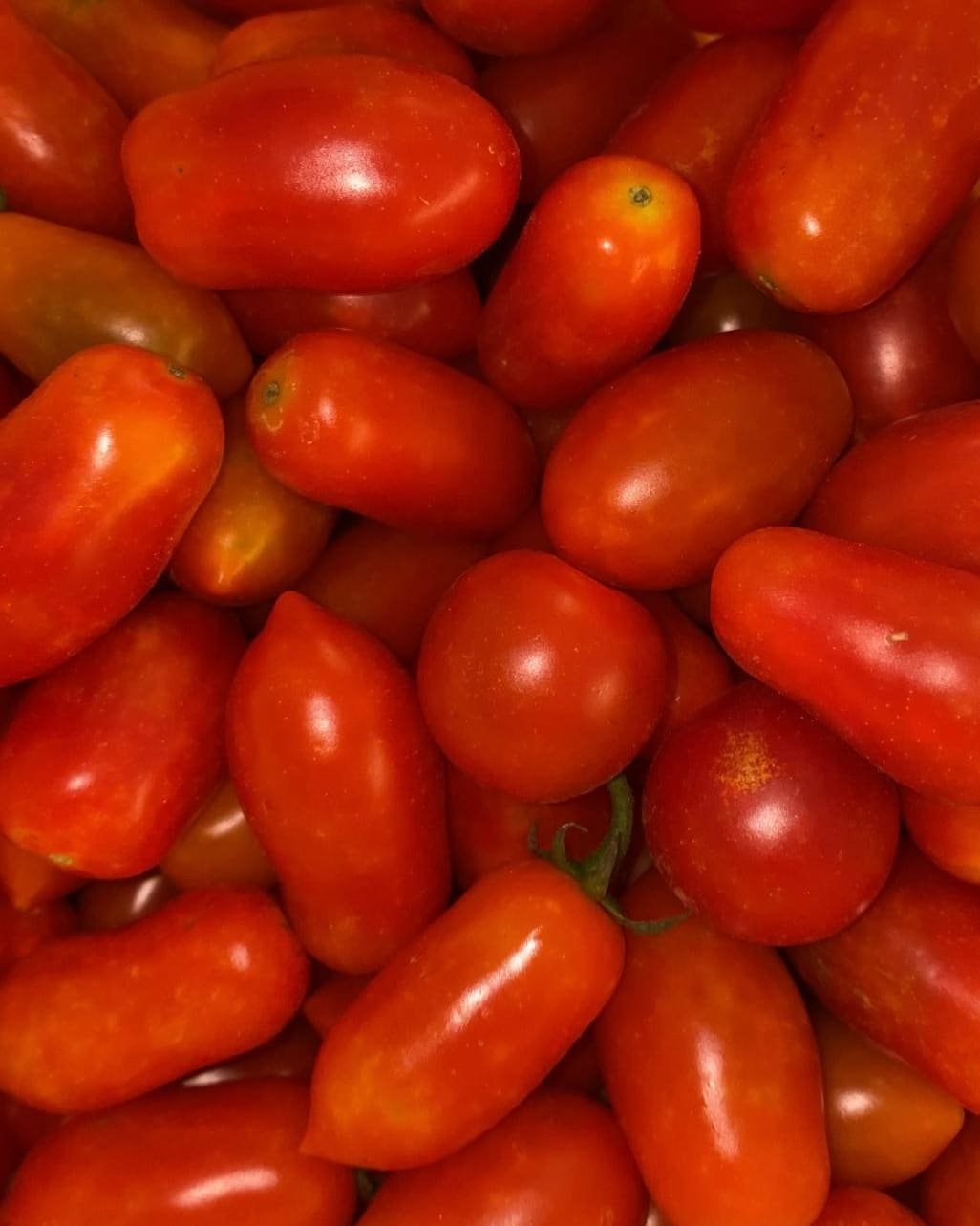 Pomodori perini rossi e allungati, ammucchiati subito dopo la raccolta