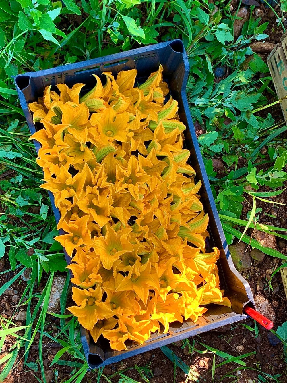Cassetta piena di fiori di zucca appena raccolti, appoggiata a terra tra le piante