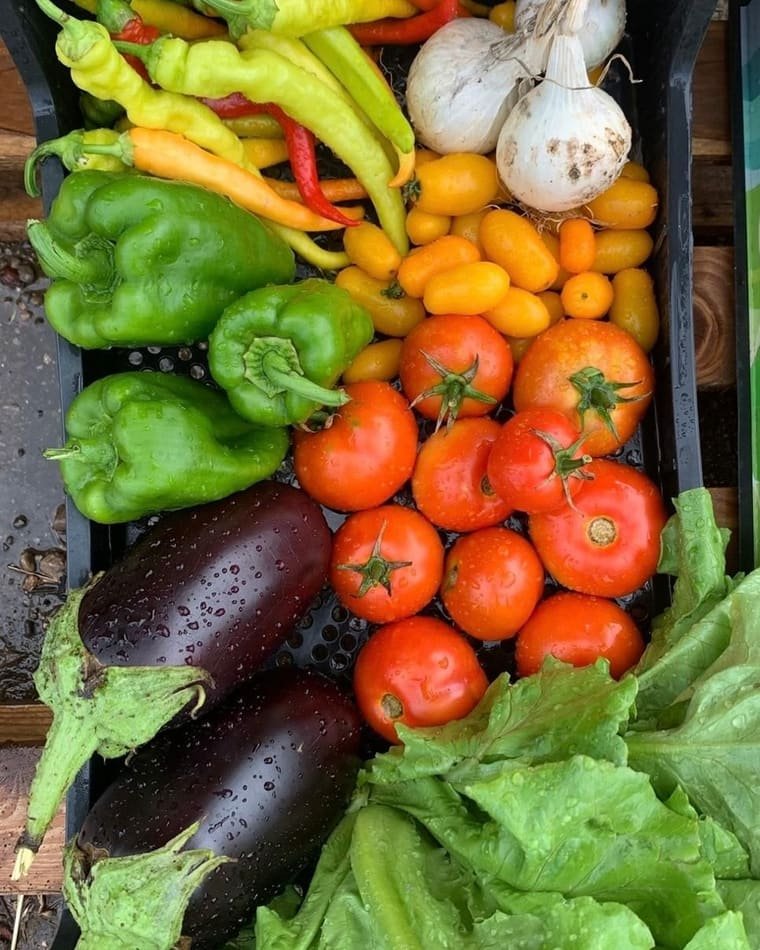 Una cassetta piena di verdura di agosto: peperoni, peperoncini, cipolle, datterini gialli, pomodori, melanzane e lattuga