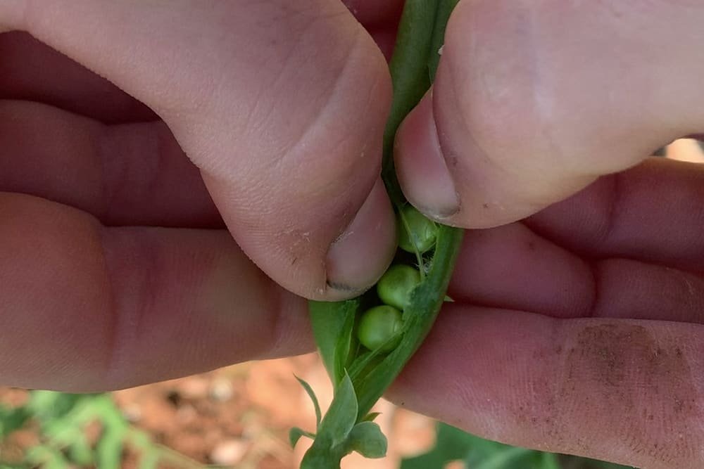 Due mani aprono un baccello di piselli appena colto, sopra la terra rossa del campo