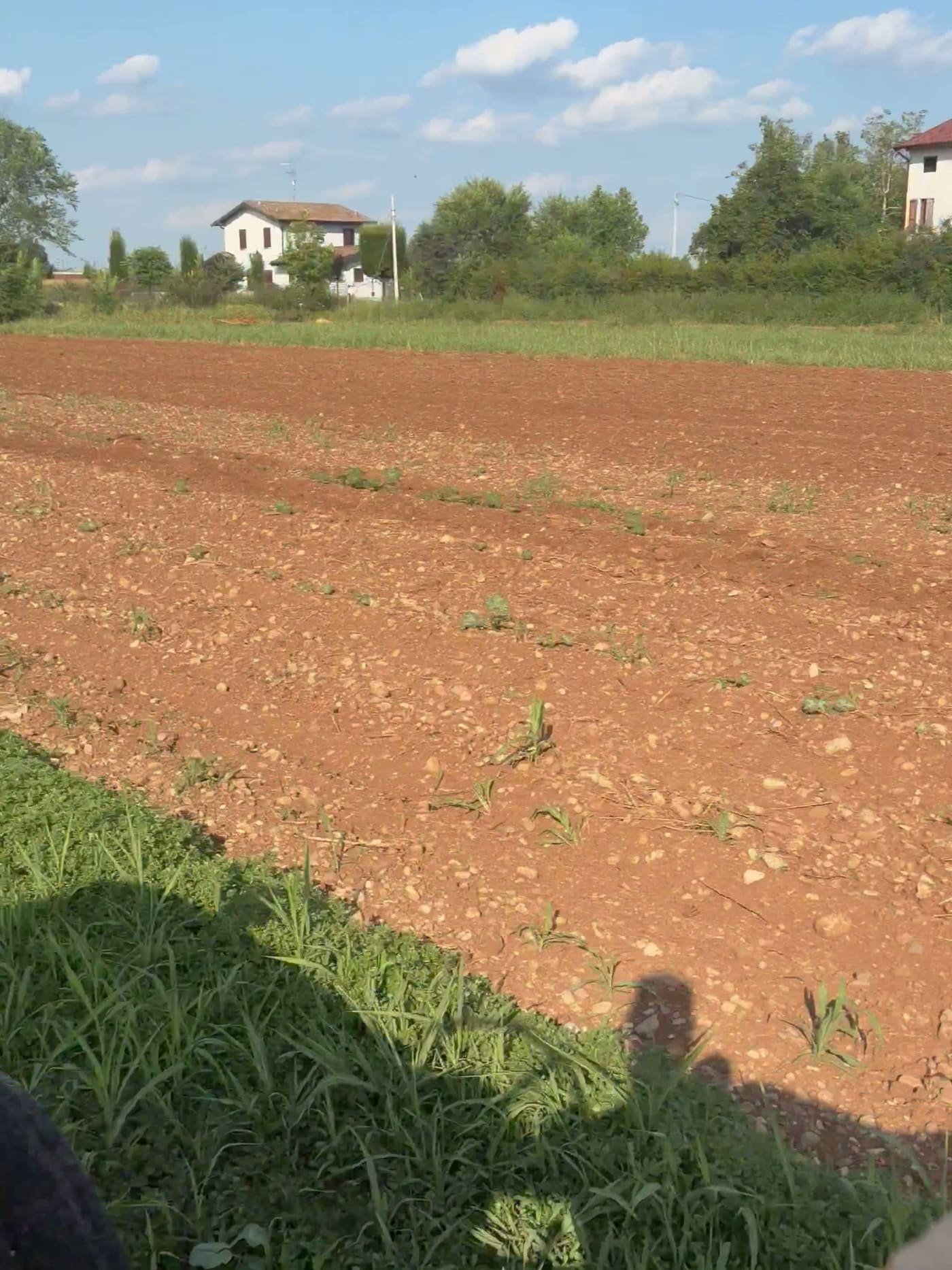 L’appezzamento appena lavorato visto dal bordo del campo, con le case e gli alberi all’orizzonte della pianura di Montichiari