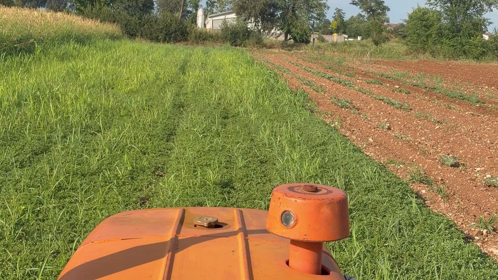 Il campo verde di Agricola Andromeda visto dal trattore, con la fila di alberi e il cielo aperto sopra la pianura di Montichiari