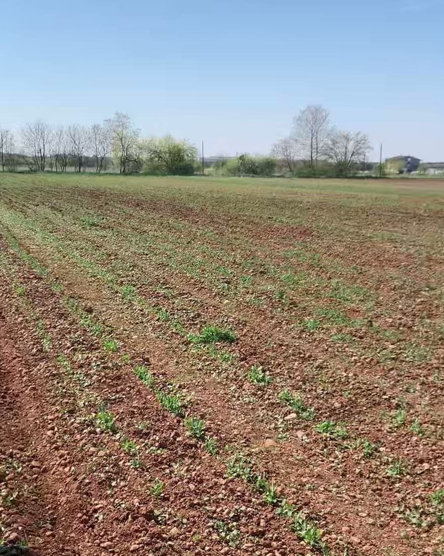 I filari appena seminati sulla terra rossa di Montichiari, con le prime piantine in fila e la linea degli alberi sul fondo