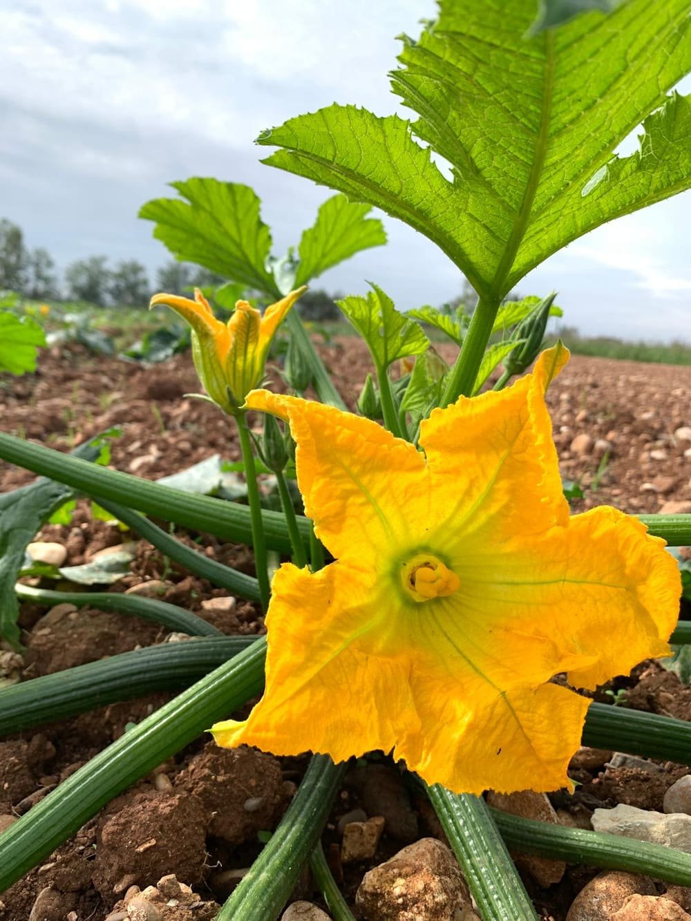 Fiore di zucca aperto sulla pianta, in pieno campo, con il terreno arato sullo sfondo