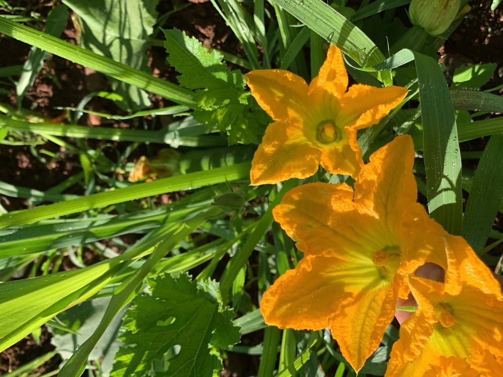 Due fiori di zucca in primo piano tra le foglie della pianta