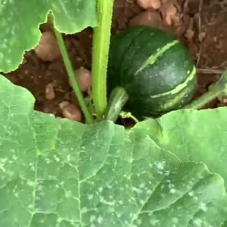 Una zucca tonda ancora sulla pianta, in mezzo alle foglie larghe