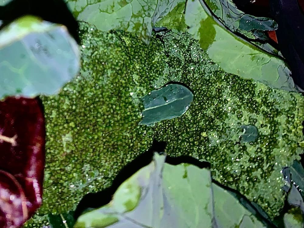 Cime di broccolo verde scuro appena tagliate