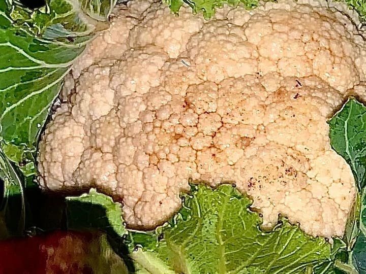Un cavolfiore bianco chiuso dentro le sue foglie verdi