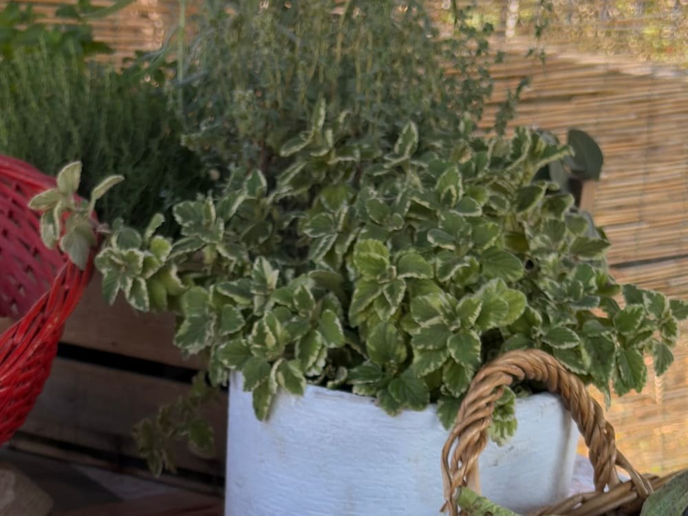 Le piante di erbe aromatiche nel vaso bianco, sul banco del chioschetto