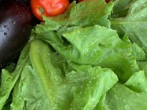 Cespi di lattuga verde chiaro con le foglie increspate e le gocce d’acqua