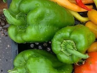 Peperoni verdi carnosi appena lavati, nella cassetta del banco