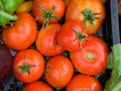 Pomodori tondi rossi e sodi, con il picciolo verde ancora attaccato