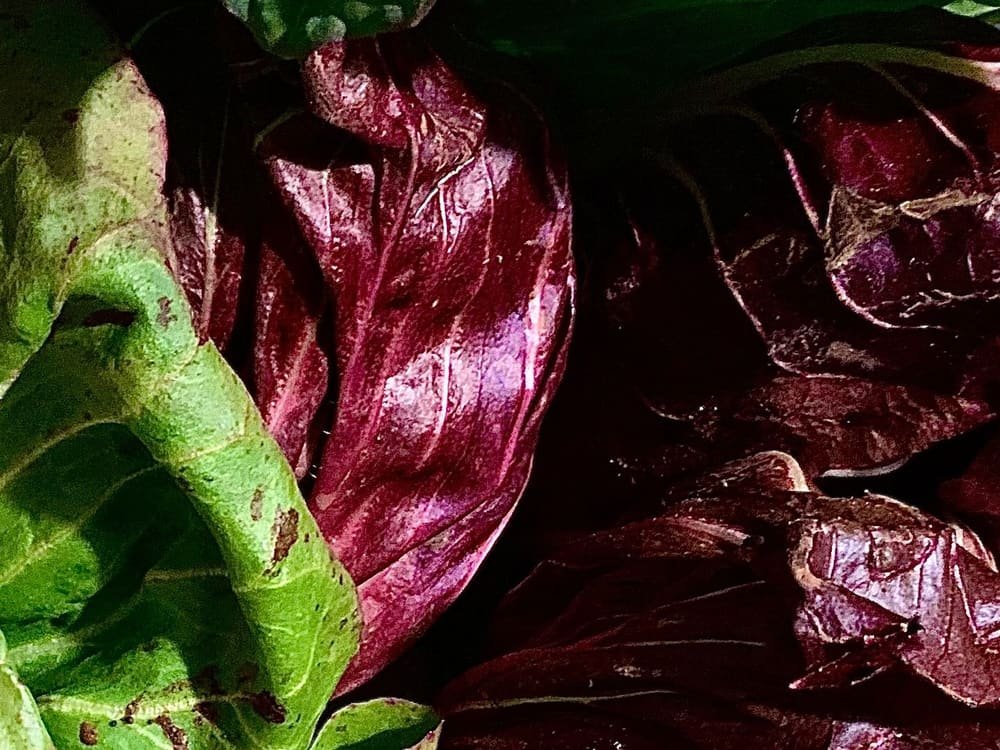 Radicchio rosso aperto a ventaglio, con le coste bianche in evidenza