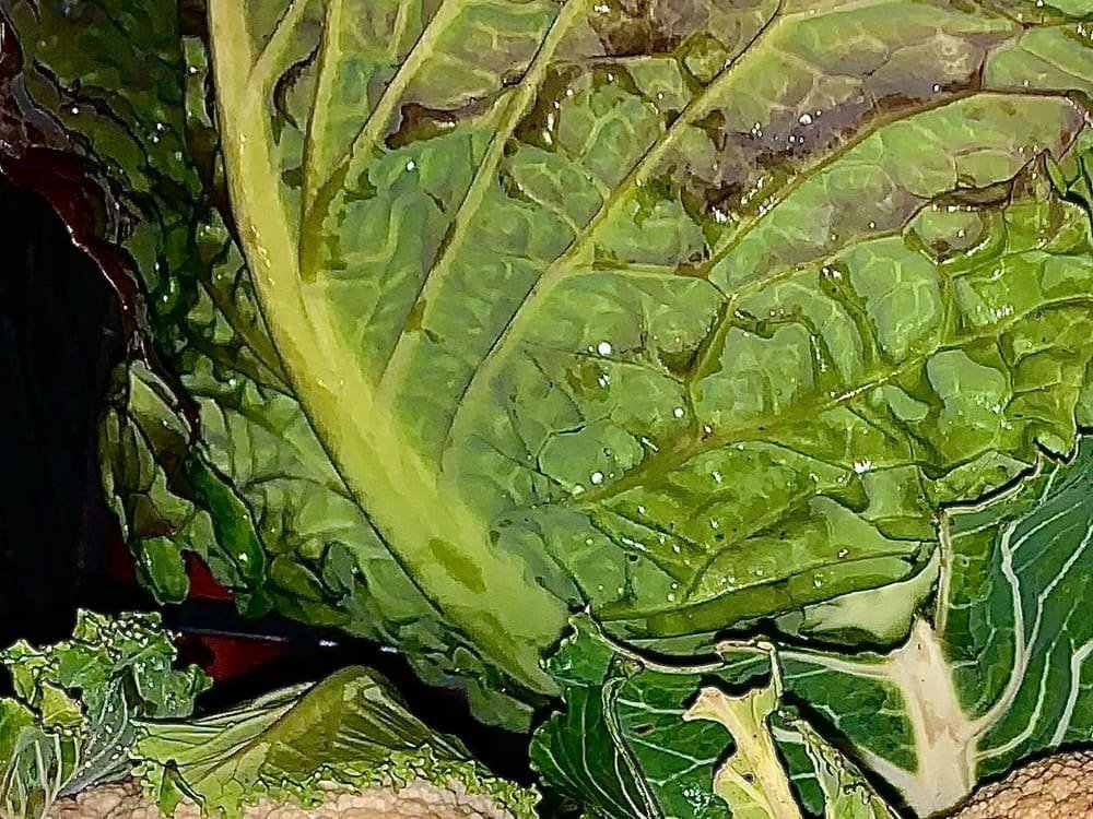 Foglie di cavolo verza verde scuro, tutte increspate